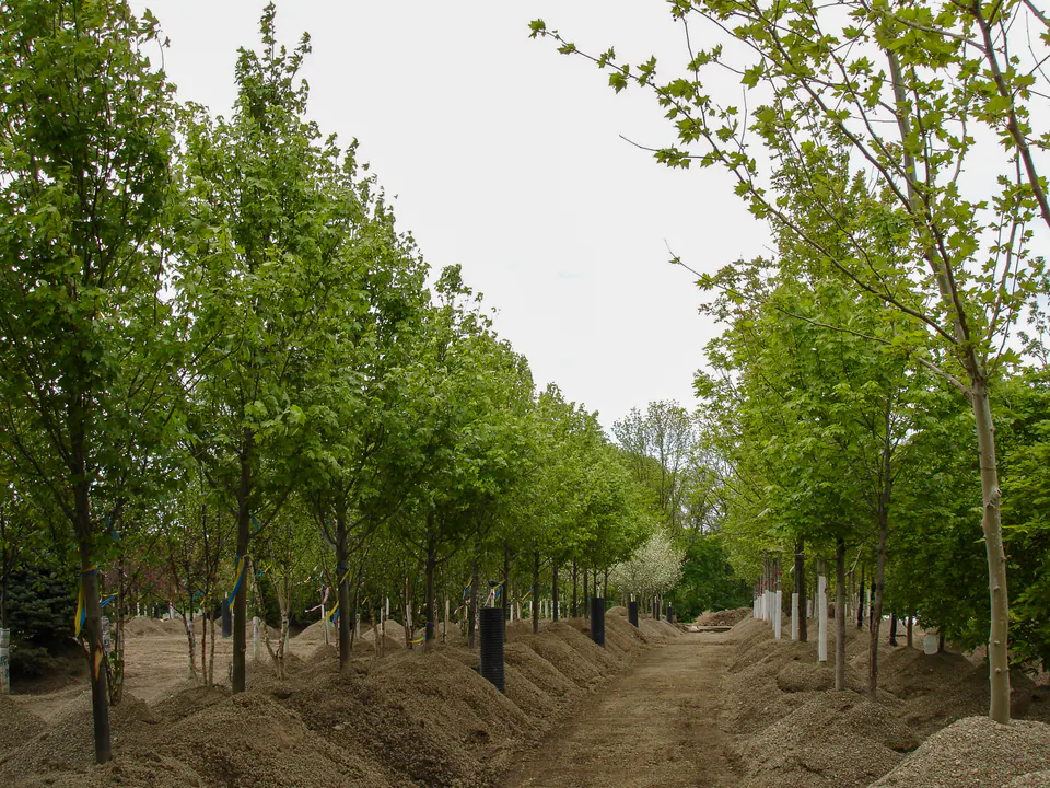 Dense rows of growing trees inside the nursery